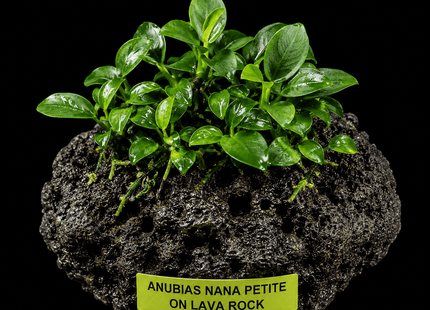 Anubias Nana Petite on Lava Rock - Nano Tanks Australia