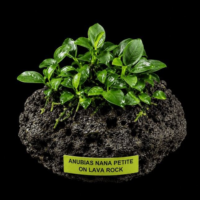 Anubias Nana Petite on Lava Rock - Nano Tanks Australia