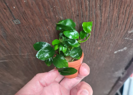 Anubias Nana Petite on terracotta pot - Nano Tanks Australia Aquarium Shop