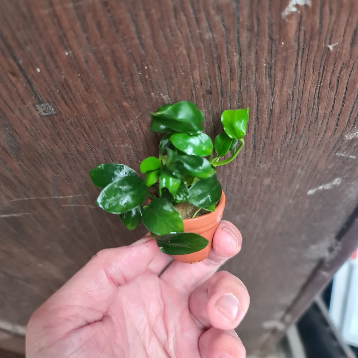 Anubias Nana Petite on terracotta pot - Nano Tanks Australia Aquarium Shop