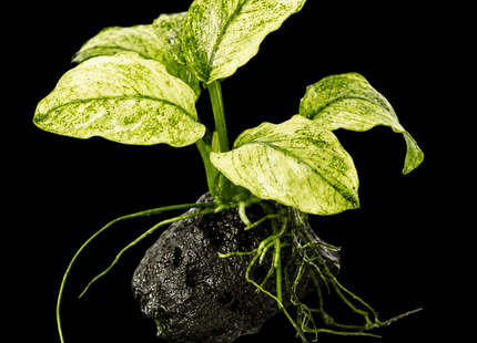 Anubias nana 'Pinto' on Rock - Nano Tanks Australia