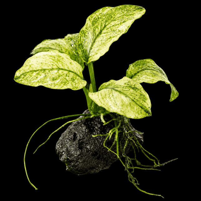 Anubias nana 'Pinto' on Rock - Nano Tanks Australia