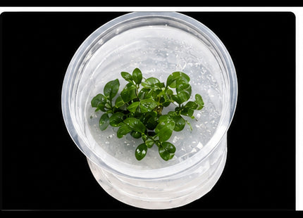 Anubias nana Tissue Culture - Nano Tanks Australia