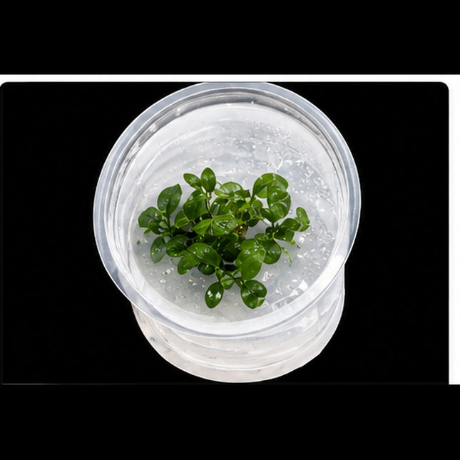 Anubias nana Tissue Culture - Nano Tanks Australia