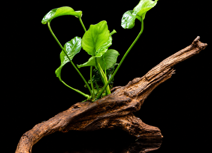 Anubias on Driftwood (Nano Size) or Dragon Stone - Nano Tanks Australia