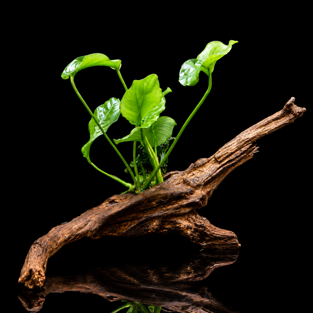 Anubias on Driftwood (Nano Size) or Dragon Stone - Nano Tanks Australia