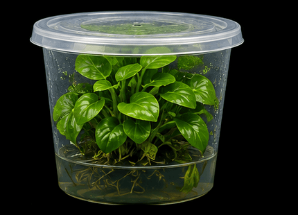 Anubias 'Pinto' Tissue Culture - Nano Tanks Australia