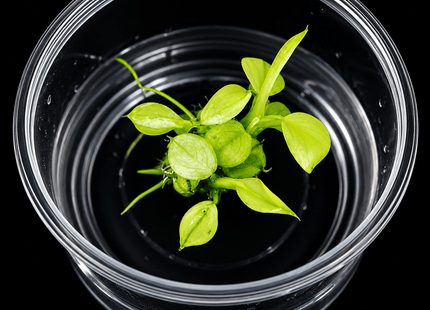 Anubias 'Pinto' Tissue Culture - Nano Tanks Australia