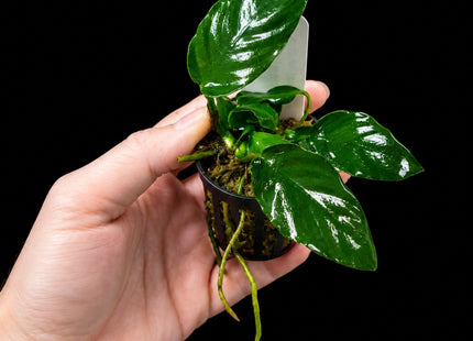 Anubias sp. in 5cm Pot - Nano Tanks Australia