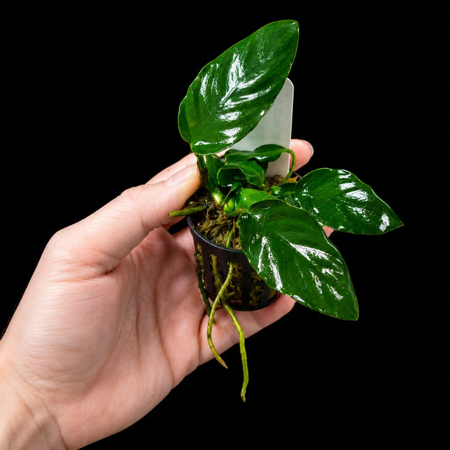 Anubias sp. in 5cm Pot - Nano Tanks Australia