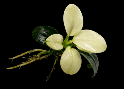 Anubias White Petite - Nano Tanks Australia