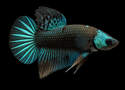 APE16 - Green Hulk Alien Halfmoon Plakat Male - Nano Tanks Australia