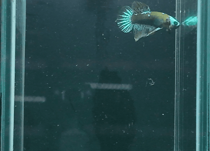 APE16 - Green Hulk Alien Halfmoon Plakat Male - Nano Tanks Australia