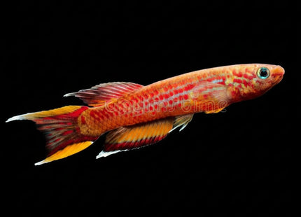 Aphyosemion Australe Cape Lopez (Kap Lopez) Price Per Fish - Nano Tanks Australia