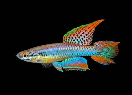 Aphyosemion bitaeniatum lagos sold as pair 1M1F - Nano Tanks Australia
