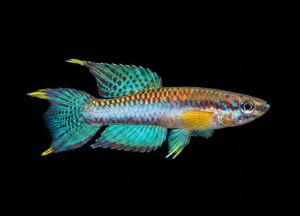 Aphyosemion poliaki Pair - Nano Tanks Australia