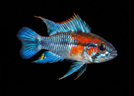 Apistogramma Agassizi - Nano Tanks Australia