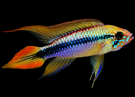 Apistogramma Agassizi Double Red - Nano Tanks Australia