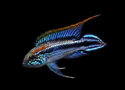 Apistogramma Agassizi Tefe Pearl Blue - Nano Tanks Australia