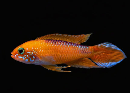 Apistogramma Agassizii Fire Gold 5cm - Nano Tanks Australia