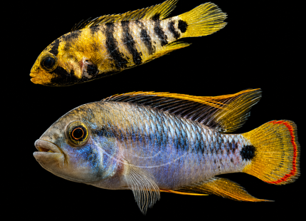 Apistogramma Baenschi (Sp INKA 50) - Nano Tanks Australia