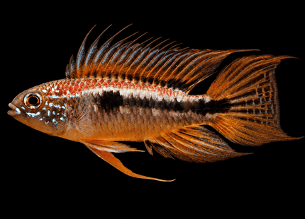 Apistogramma Bitaeniata Red Back - Nano Tanks Australia