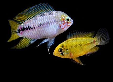 Apistogramma Borelli 3cm - Nano Tanks Australia