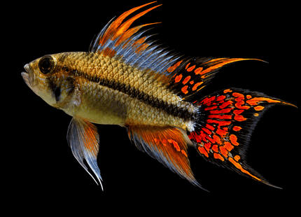 Apistogramma Cacatuoides Double Red - Nano Tanks Australia