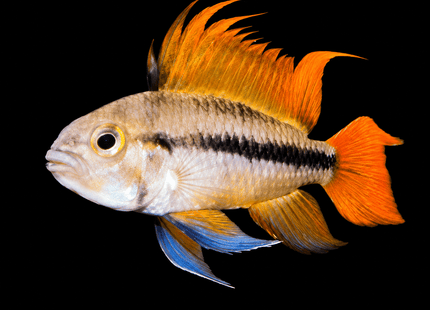 Apistogramma Cacatuoides Orange Flash - Nano Tanks Australia