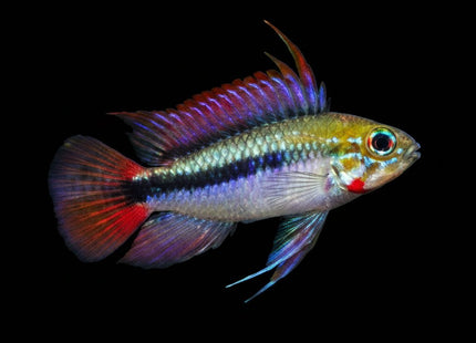 Apistogramma Erythrura Rio Mamore - Nano Tanks Australia