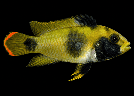 Apistogramma Nijsseni - Nano Tanks Australia