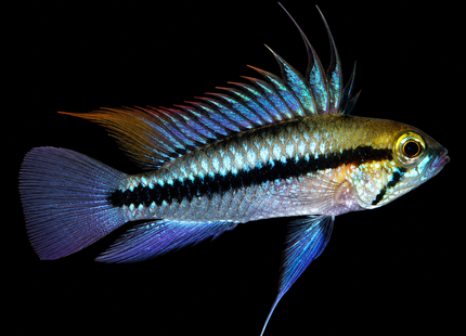 Apistogramma Trifasciata - Nano Tanks Australia