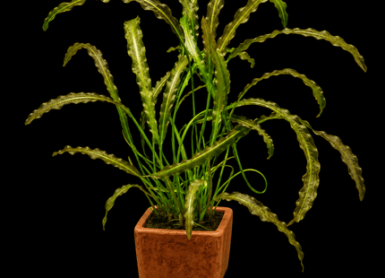 Aponogeton crispus in Terracotta Pot - Nano Tanks Australia