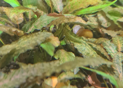 [ARRIVED 1 - FEB - 2025] Cryptocoryne Nurii Rosen Maiden (Sold per plant) - Nano Tanks Australia