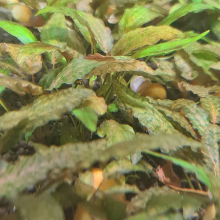 [ARRIVED 1 - FEB - 2025] Cryptocoryne Nurii Rosen Maiden (Sold per plant) - Nano Tanks Australia