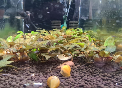 [ARRIVED 1 - FEB - 2025] Cryptocoryne Nurii Rosen Maiden (Sold per plant) - Nano Tanks Australia