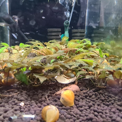 [ARRIVED 1 - FEB - 2025] Cryptocoryne Nurii Rosen Maiden (Sold per plant) - Nano Tanks Australia
