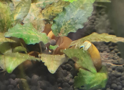 [ARRIVED 1 - FEB - 2025] Cryptocoryne Nurii Rosen Maiden (Sold per plant) - Nano Tanks Australia