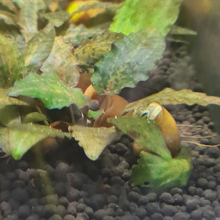 [ARRIVED 1 - FEB - 2025] Cryptocoryne Nurii Rosen Maiden (Sold per plant) - Nano Tanks Australia