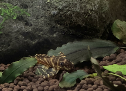 [ARRIVED 1 - JAN - 2025] L340 Mega Clown Pleco 4 - 5cm - Nano Tanks Australia