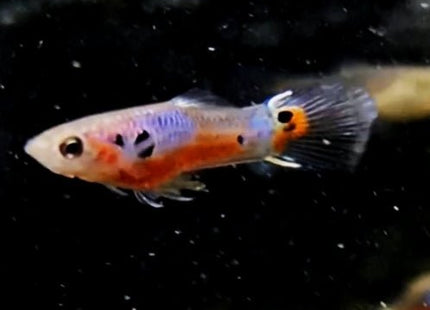 [ARRIVED 12 - JAN - 2026] Cardinal Endlers 2 - 4cm SOLD IN PAIRS - Nano Tanks Australia