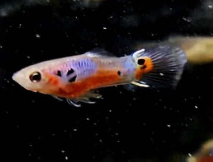 [ARRIVED 12 - JAN - 2026] Cardinal Endlers 2 - 4cm SOLD IN PAIRS - Nano Tanks Australia