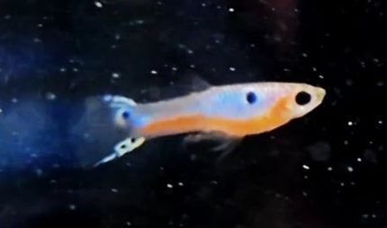 [ARRIVED 12 - JAN - 2026] Cardinal Endlers 2 - 4cm SOLD IN PAIRS - Nano Tanks Australia