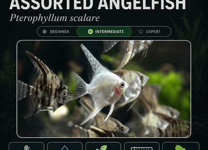 [ARRIVED 12-JUN-2025] Assorted Angelfish 3-5cm - Nano Tanks Australia