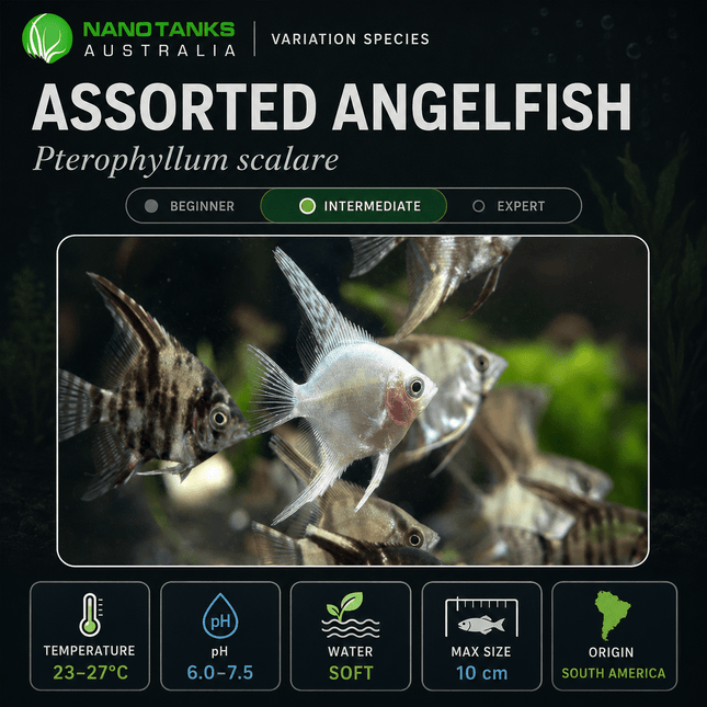 [ARRIVED 12-JUN-2025] Assorted Angelfish 3-5cm - Nano Tanks Australia