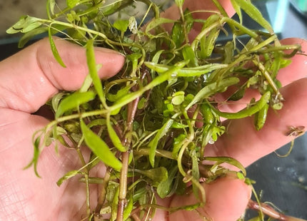 [ARRIVED 13 - JAN - 2026] Bacopa salzmanni purple - Rare Violet - Hued Stem Plant (5 stems 10cm) - Nano Tanks Australia