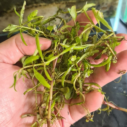 [ARRIVED 13 - JAN - 2026] Bacopa salzmanni purple - Rare Violet - Hued Stem Plant (5 stems 10cm) - Nano Tanks Australia