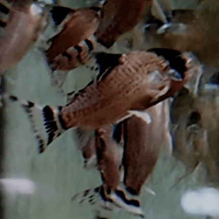 [ARRIVED 13 - JAN - 2026] Corydoras oiapoquensis 3 - 4cm - Nano Tanks Australia