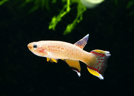 [ARRIVED 14-FEB-2026] Aphyosemion Australe Chocolate (Pair) 2-4cm - Nano Tanks Australia