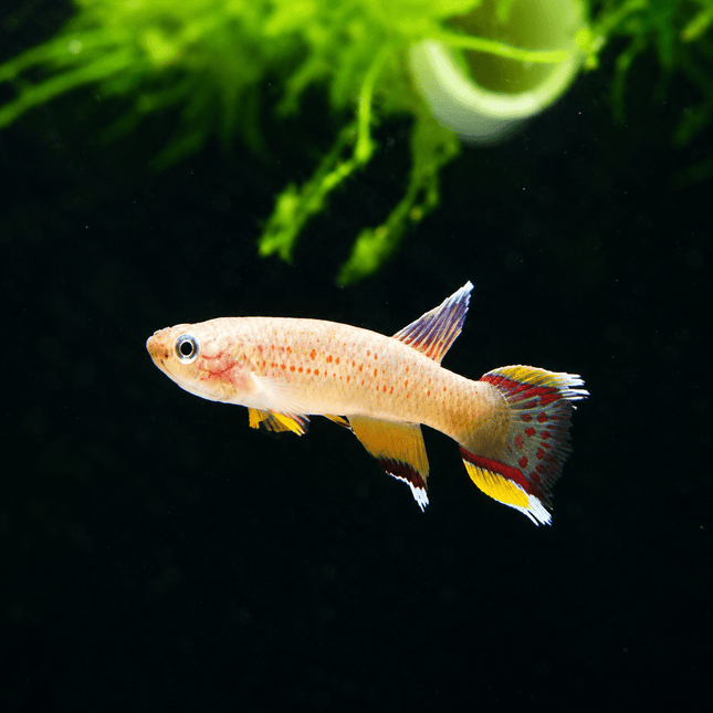 [ARRIVED 14-FEB-2026] Aphyosemion Australe Chocolate (Pair) 2-4cm - Nano Tanks Australia